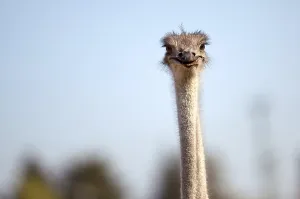 Ostriches on a German ostrich farm in autumn
