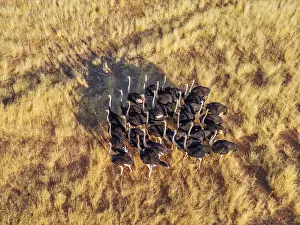 Ostriches (Struthio camelus), group moving across the dry savannah