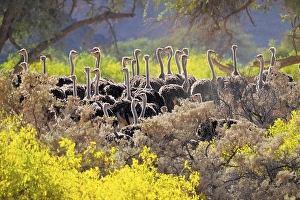 Ostriches (Struthio camelus) between yellow flowers