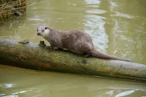 An otter balances on a tree trunk in the water and looks into the surroundings