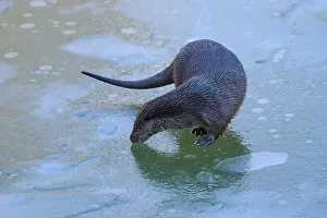 An otter carefully examining the surface of the ice