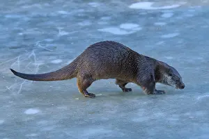 An otter cautiously exploring the icy surface in a wintry environment