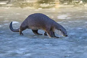 Otter crossing ice-covered surface