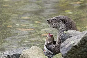 The otter eats freshly caught fish