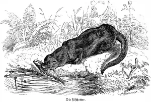 Otter, Hubertus hunting and hunting scenes