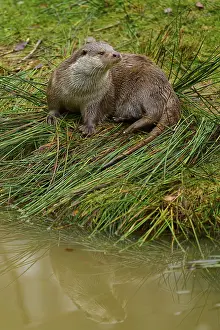 An otter on the lakeshore with its reflection in the water