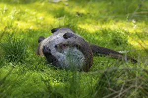 An otter lies playfully on a meadow in a green environment