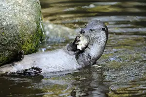 An otter lies in the water next to a rock and eats a porcini mushroom