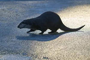 Framed Print : Otter with long shadow on an ice-covered surface in the light