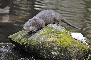 Otter (Lutra lutra)