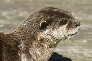 Otter (Lutra lutra) laying in the sun