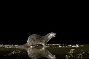 Otter (Lutra lutra), by a stream
