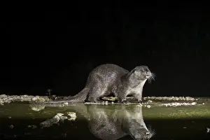 Otter (Lutra lutra), by a stream