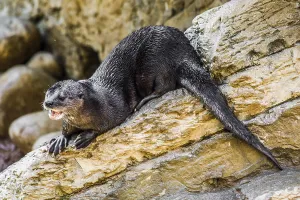 Otter (Lutrinae), otter, Cango Wildlife Ranch