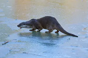An otter moving on the ice, apparently in motion