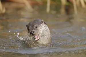 An otter playing in the water and splashing around