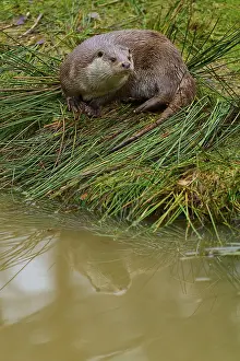 An otter with its reflection on the calm lake shore
