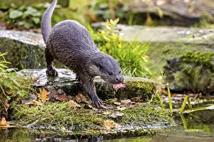 An otter on the shore with autumn leaves surrounded by mossy surroundings