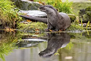 Otter sits attentively at the water's edge