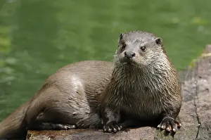 An otter sits relaxed on a piece of wood in green water
