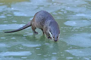 Otter on snow-covered, green ice surface in winter setting