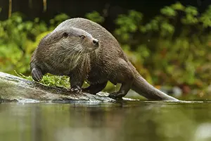 An otter stands vigilantly on a stone and looks to the side