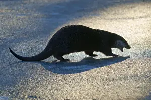 Otter with striking shadow in warm light on icy surface