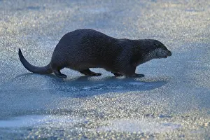 Otter walking over an ice-covered surface in the blue light of winter