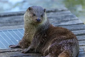 An otter with wet fur sits relaxed on a wooden platform by the water