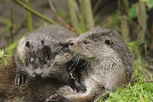 Two otters cuddling together in the green grass