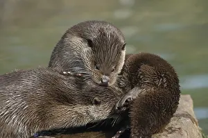 Two otters cuddling together, otter (Lutra lutra)