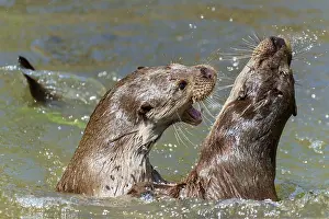 Two otters in intensive playful interaction in the water