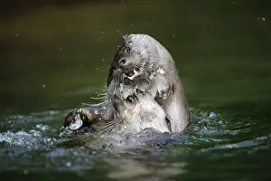 Two otters play and fight lively in the water with many splashes