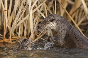 Two otters playing in the water