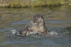 Two otters playing with each other in the water
