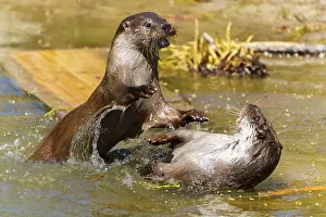 Two otters playing in the water