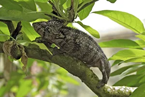 Oustalet's Chameleon (Furcifer oustaleti)
