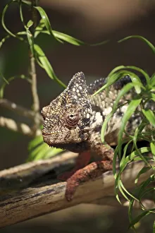 Oustalet's or Malagasy Giant Chameleon (Furcifer oustaleti)