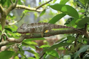 Oustalet's or Malagasy Giant Chameleon (Furcifer oustaleti)