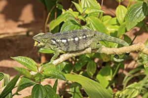 Oustalet's or Malagasy Giant Chameleon (Furcifer oustaleti)