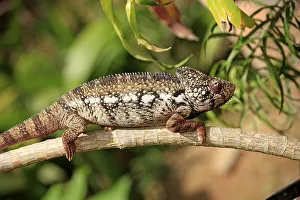 Oustalet's or Malagasy Giant Chameleon (Furcifer oustaleti)