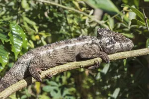 Oustalet's or Malagasy malagasy giant chameleon (Furcifer oustaleti)