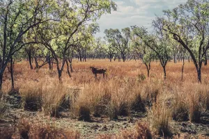 Outback Scenes Australia