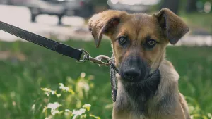 Outbred puppy in a collar on a leash walks on the street in the summer at sunny day