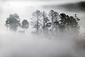 Outlines of trees in the fog creeping