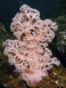 Category Wildlife DE Prints: Outstanding pink tree coral (Dendronephthya) in a natural underwater environment
