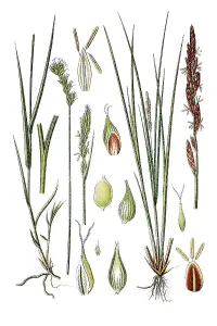 Oval Sedge or Eggbract Sedge (Carex leporina var argyroglochin)