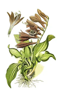 Ovata, Plantain Lily (Funkia), Hosta