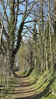 Overgrown forest trail with tall trees on a sunny day