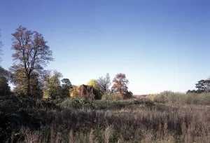 Overgrown landscape garden